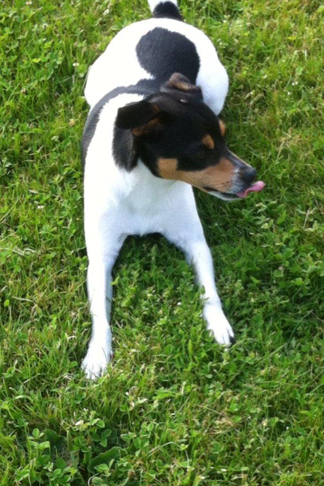 Dansk svensk gaardhund Teddy billede 16