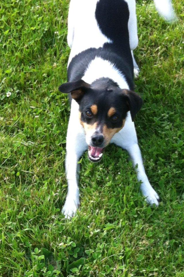 Dansk svensk gaardhund Teddy billede 4