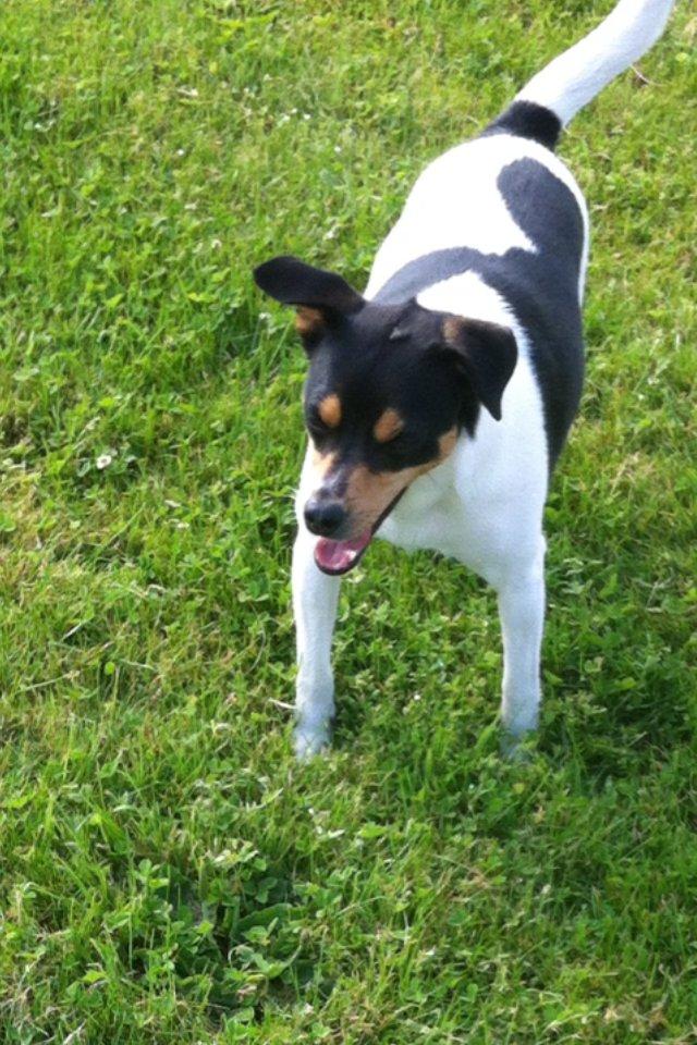 Dansk svensk gaardhund Teddy billede 5