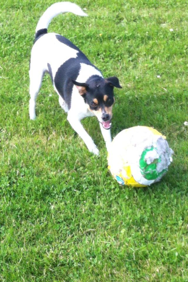 Dansk svensk gaardhund Teddy billede 6