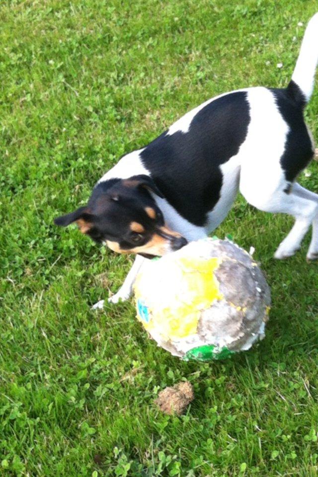 Dansk svensk gaardhund Teddy billede 17