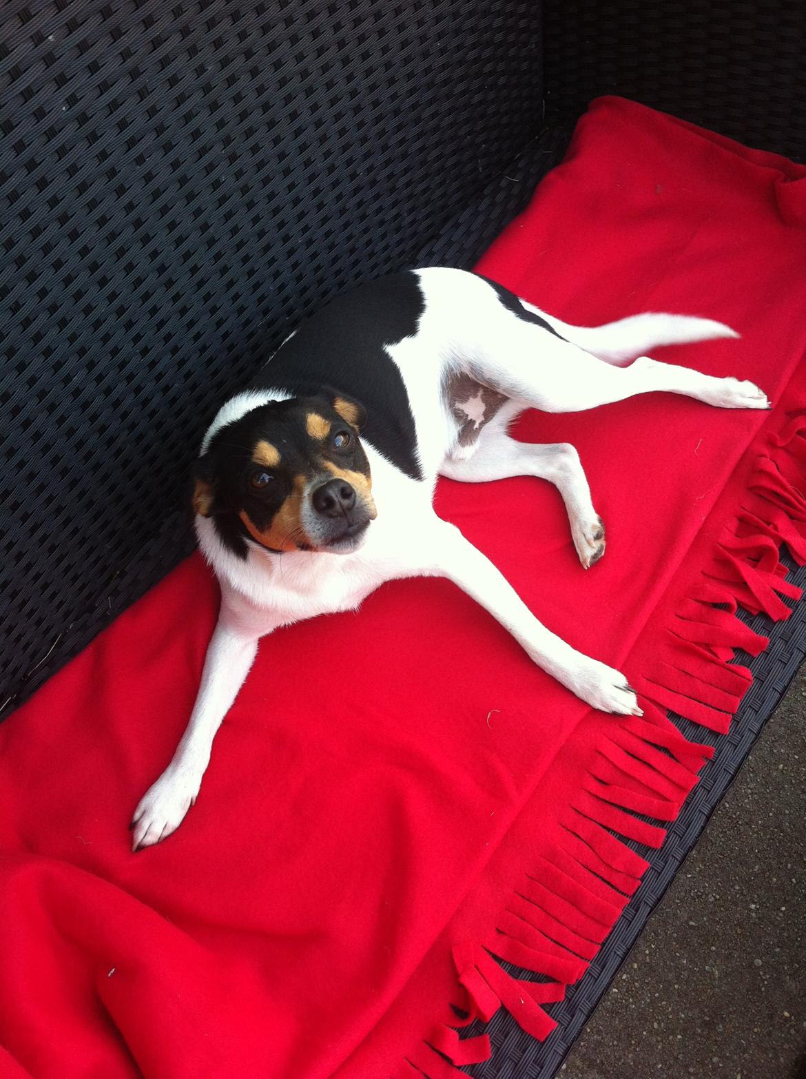 Dansk svensk gaardhund Teddy billede 8