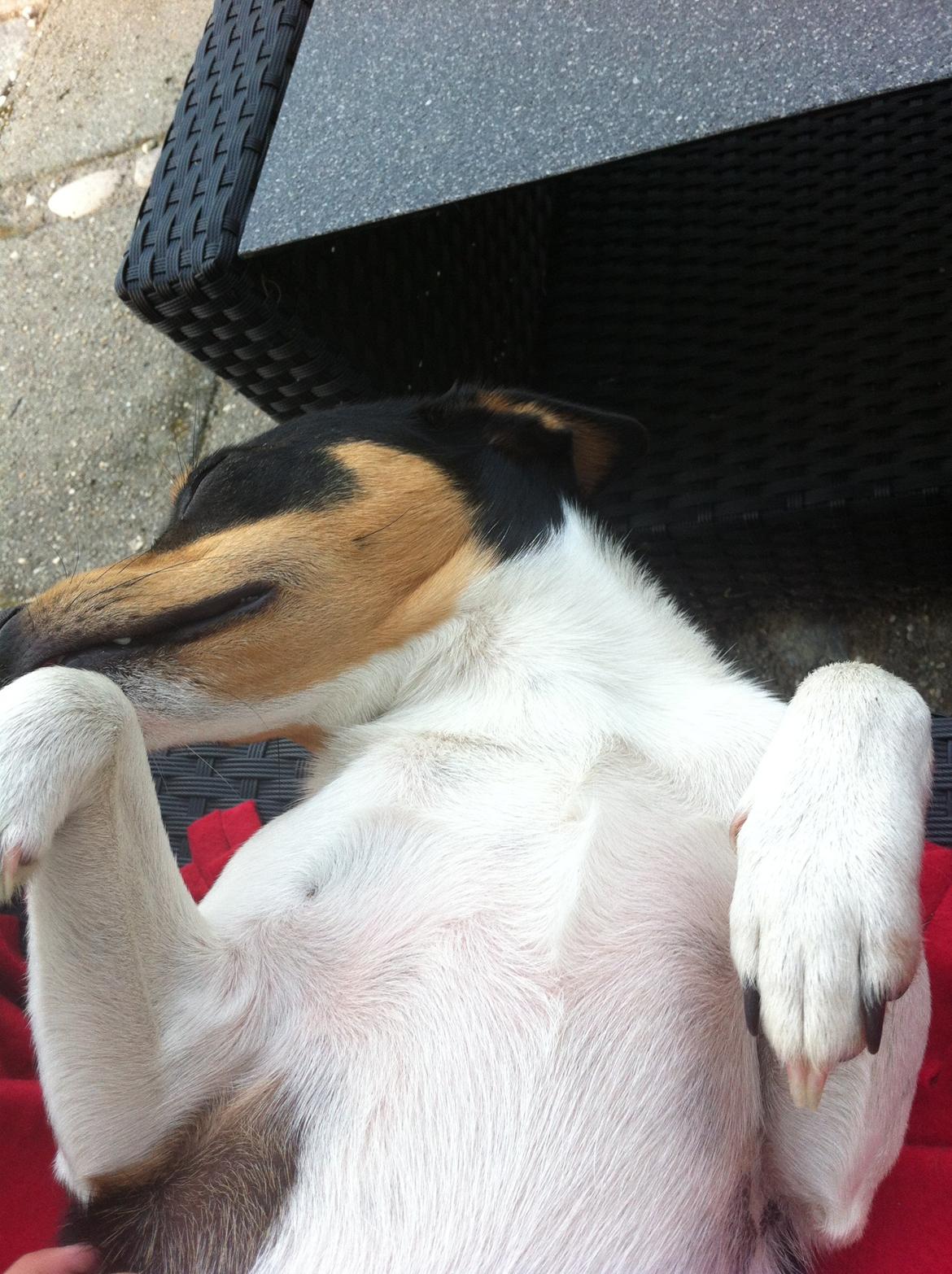 Dansk svensk gaardhund Teddy billede 18