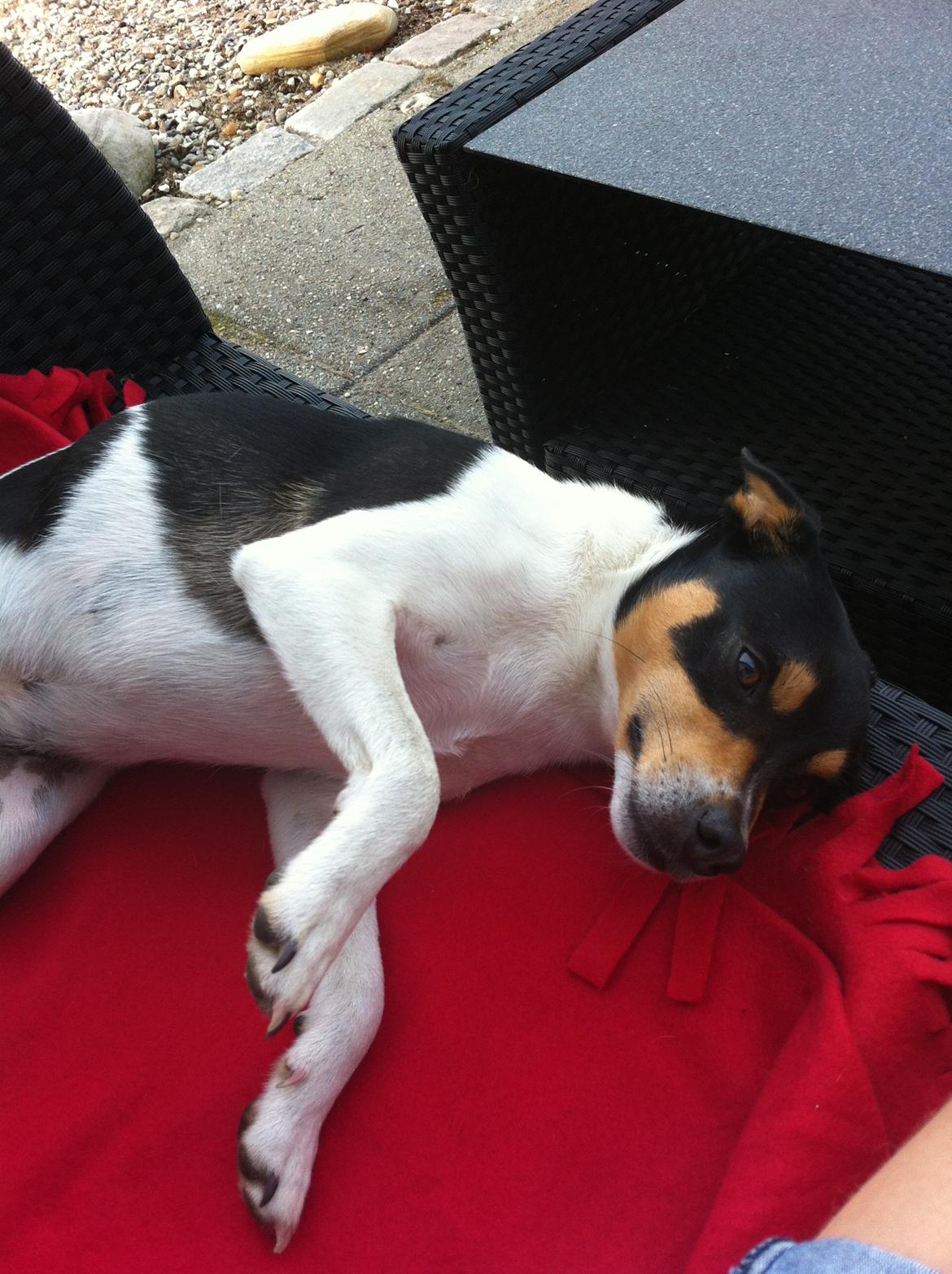 Dansk svensk gaardhund Teddy billede 19