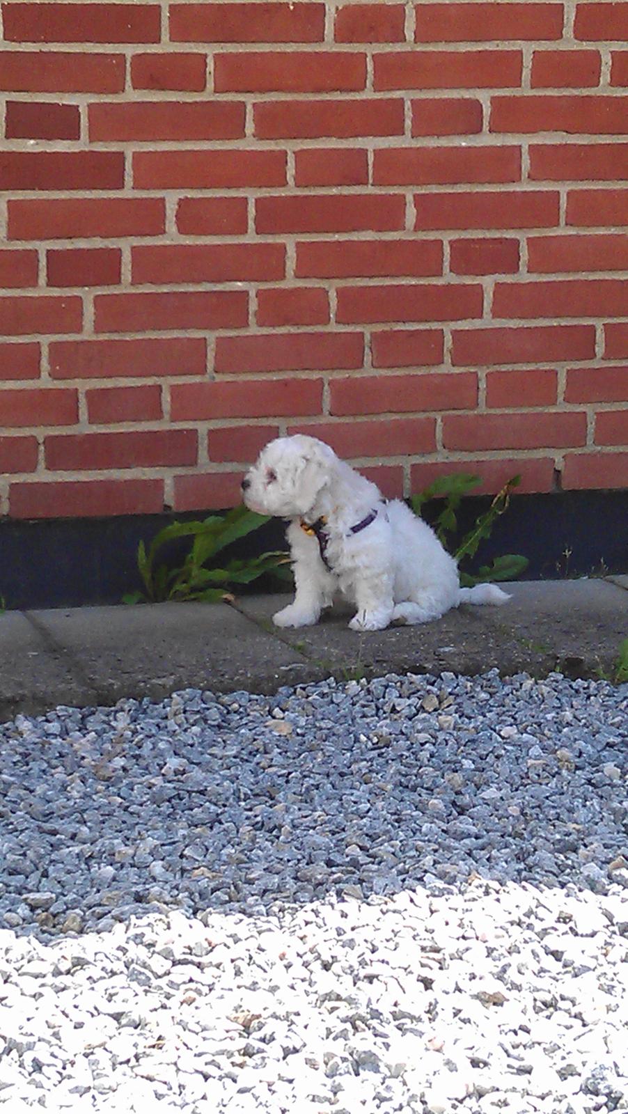 Bichon à poil frisé Coco billede 1