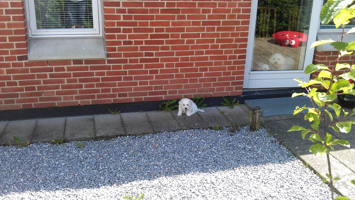 Bichon à poil frisé Coco billede 2