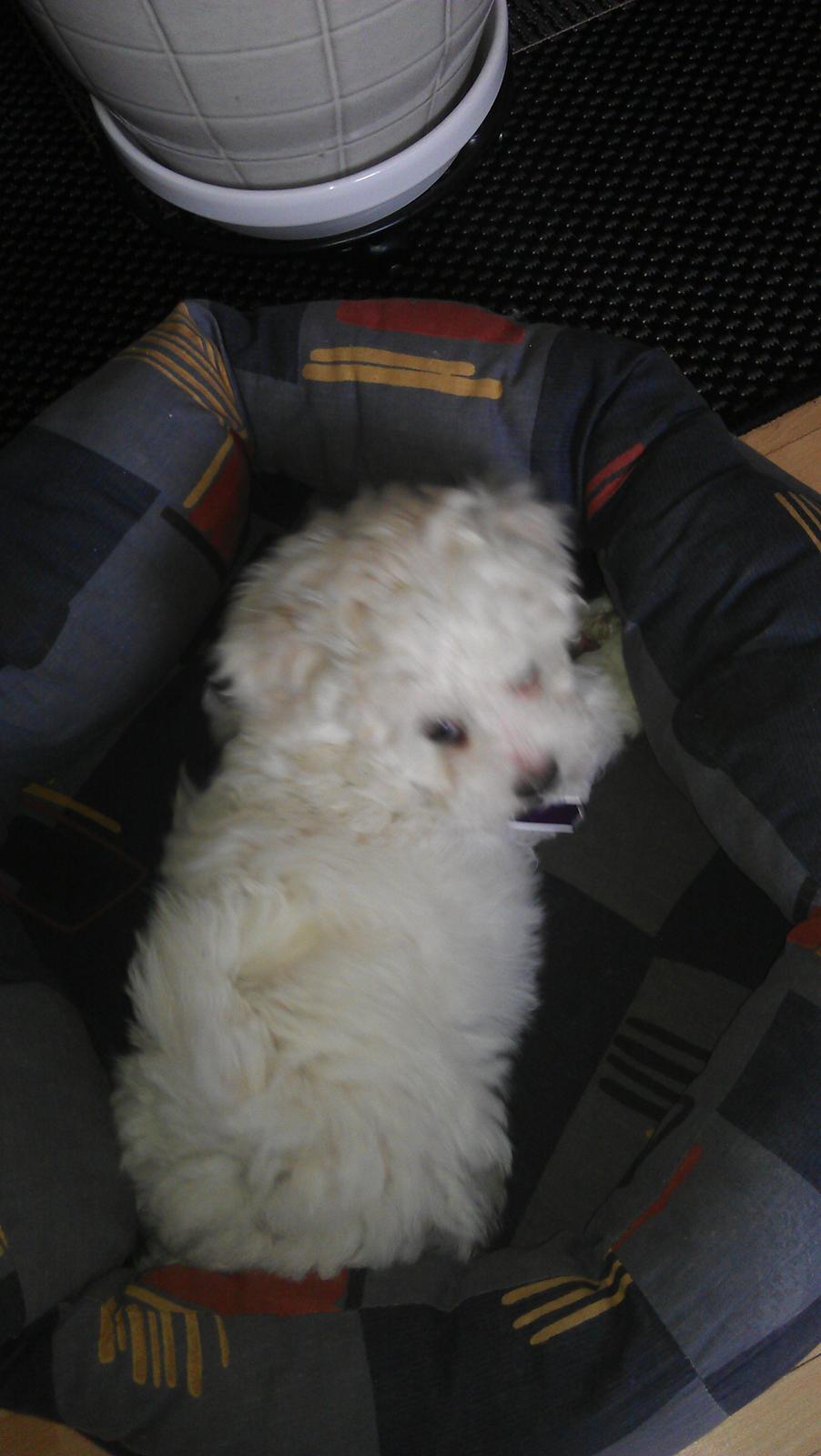 Bichon à poil frisé Coco billede 3