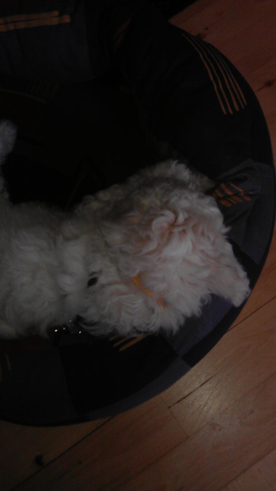 Bichon à poil frisé Coco billede 4