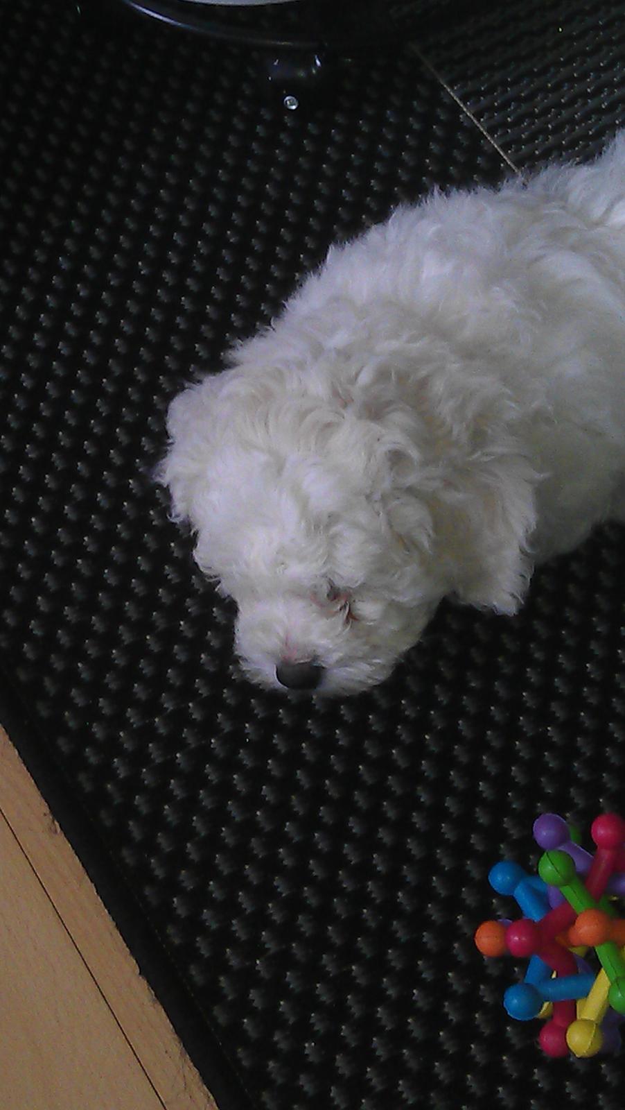 Bichon à poil frisé Coco billede 5