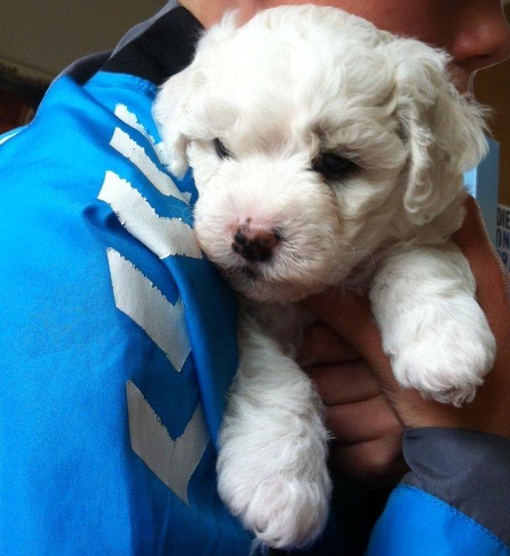 Bichon à poil frisé Coco billede 6