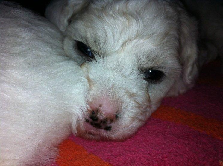 Bichon à poil frisé Coco billede 7