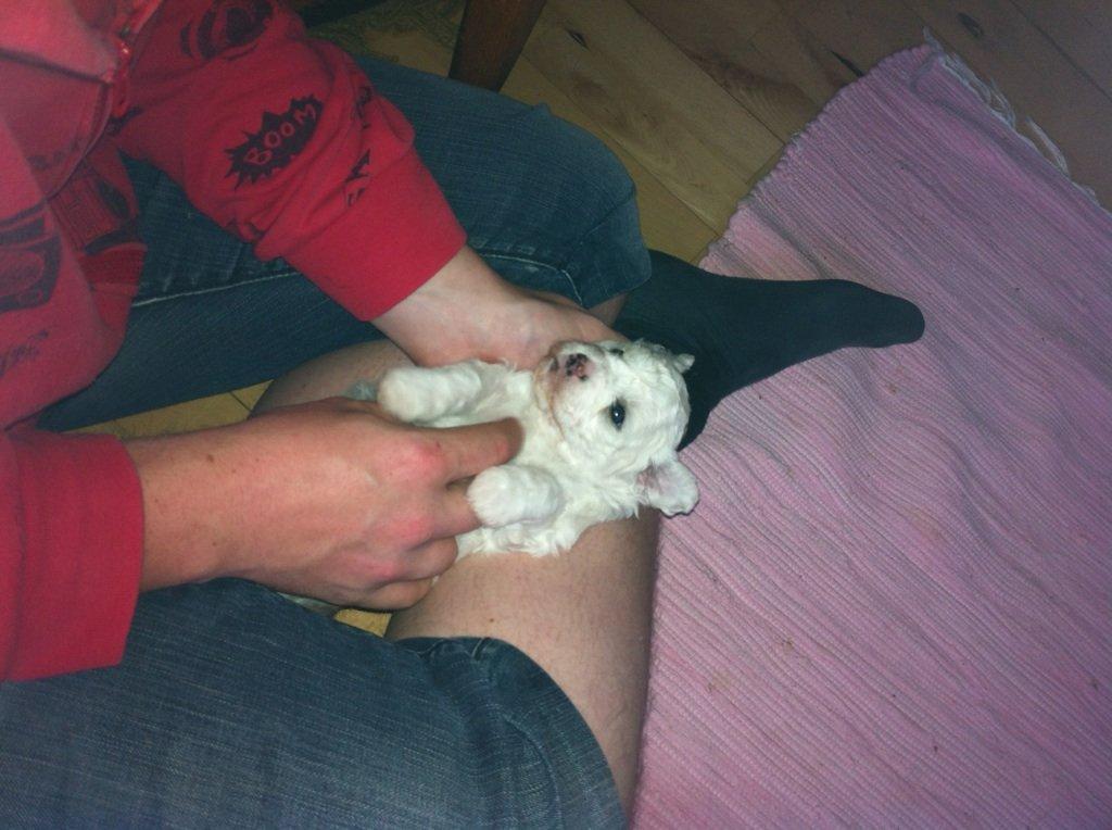 Bichon à poil frisé Coco billede 8