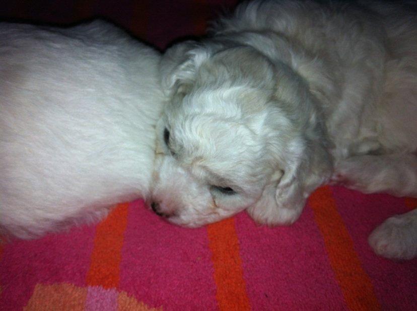 Bichon à poil frisé Coco billede 9