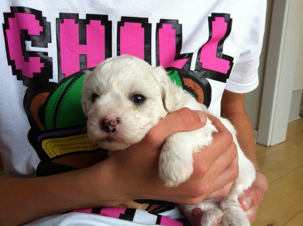 Bichon à poil frisé Coco billede 10