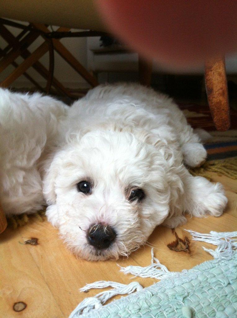 Bichon à poil frisé Coco billede 11