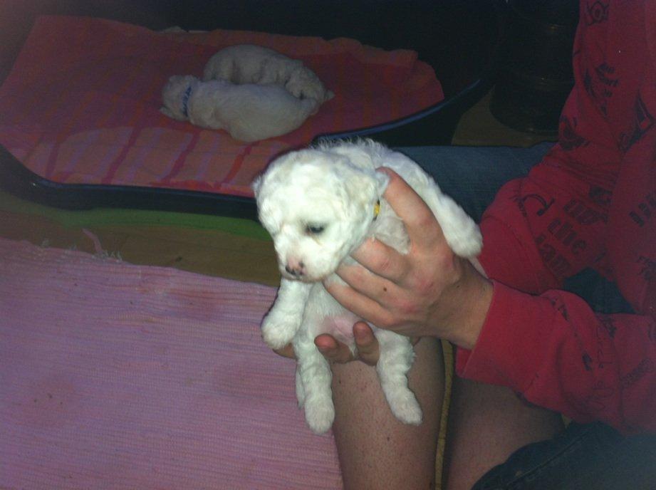 Bichon à poil frisé Coco billede 12