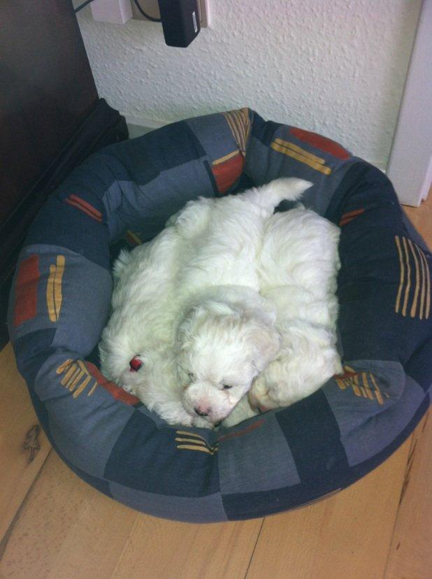 Bichon à poil frisé Coco billede 13