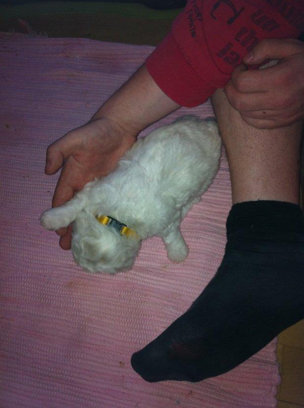 Bichon à poil frisé Coco billede 14