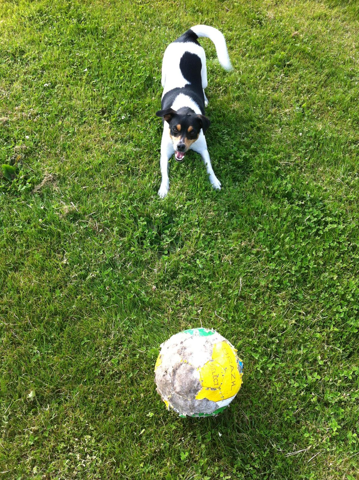 Dansk svensk gaardhund Teddy billede 20