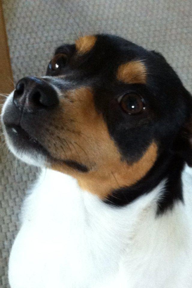 Dansk svensk gaardhund Teddy - Velkommen til Teddy´s profil.. Kan i modstå de øjne? Han laver hundehvalpe øjne for jer, så gider i ikke smide en bedømmelse og kommentar!?? <3 Tak på forhånd.. billede 1