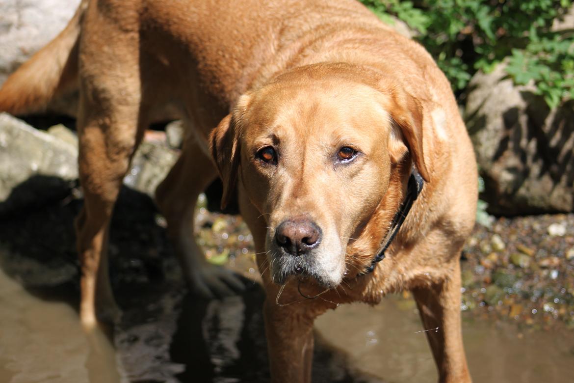 Labrador retriever Timon billede 7