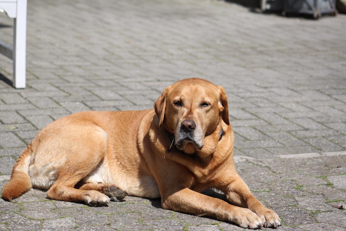 Labrador retriever Timon billede 4