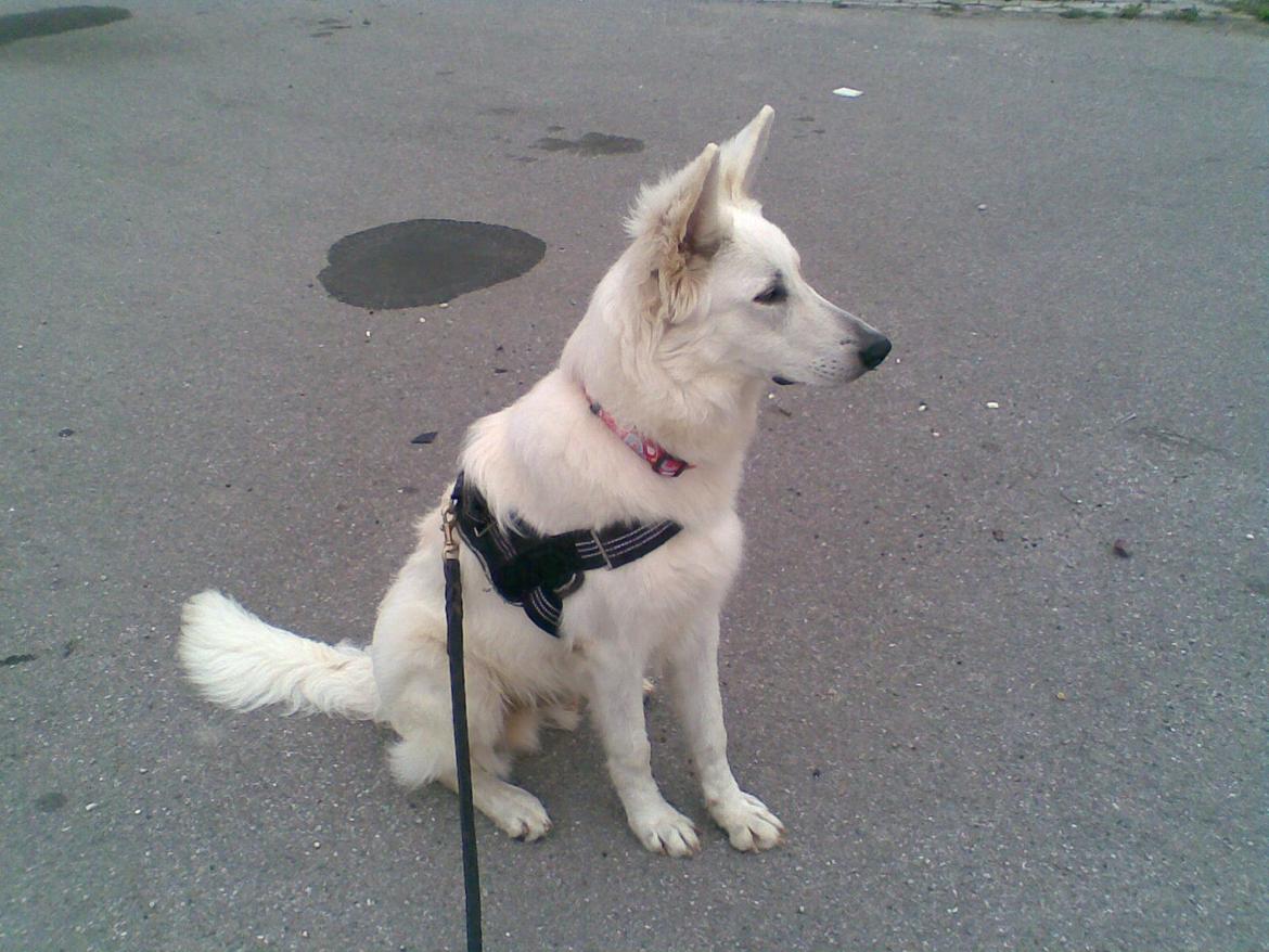 Hvid Schweizisk Hyrdehund Zeus billede 1