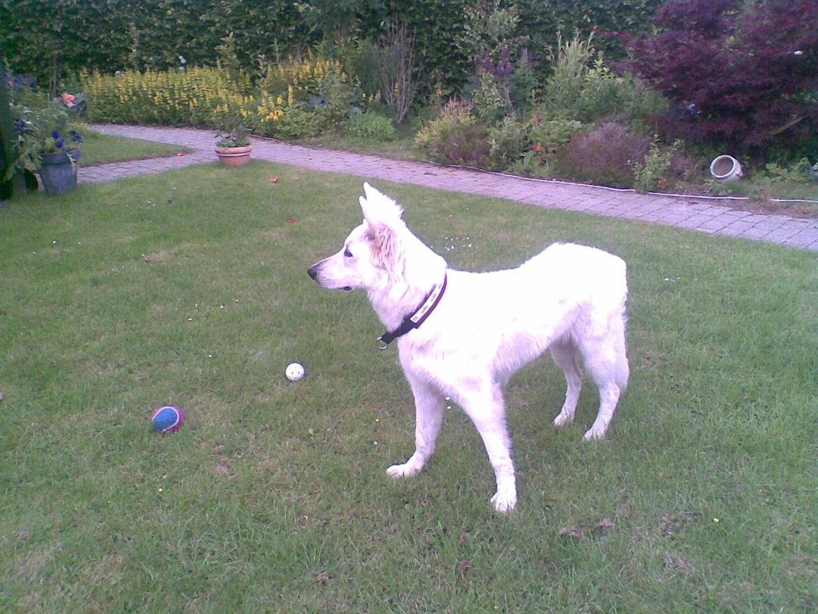 Hvid Schweizisk Hyrdehund Zeus billede 2