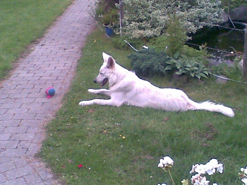 Hvid Schweizisk Hyrdehund Zeus billede 3