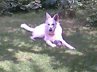 Hvid Schweizisk Hyrdehund Zeus billede 4