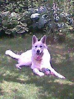 Hvid Schweizisk Hyrdehund Zeus billede 5