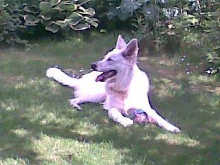 Hvid Schweizisk Hyrdehund Zeus billede 6