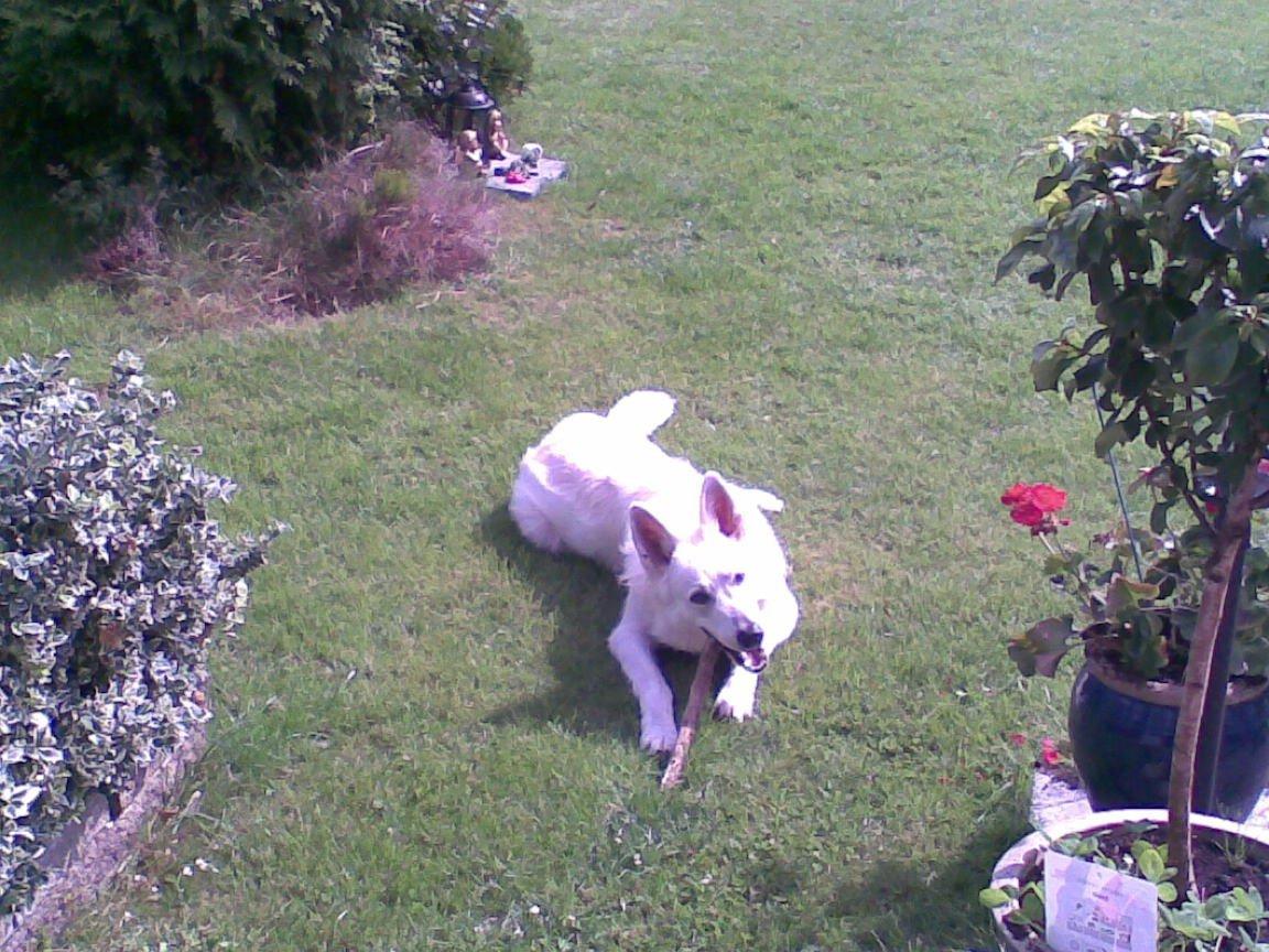 Hvid Schweizisk Hyrdehund Zeus billede 7