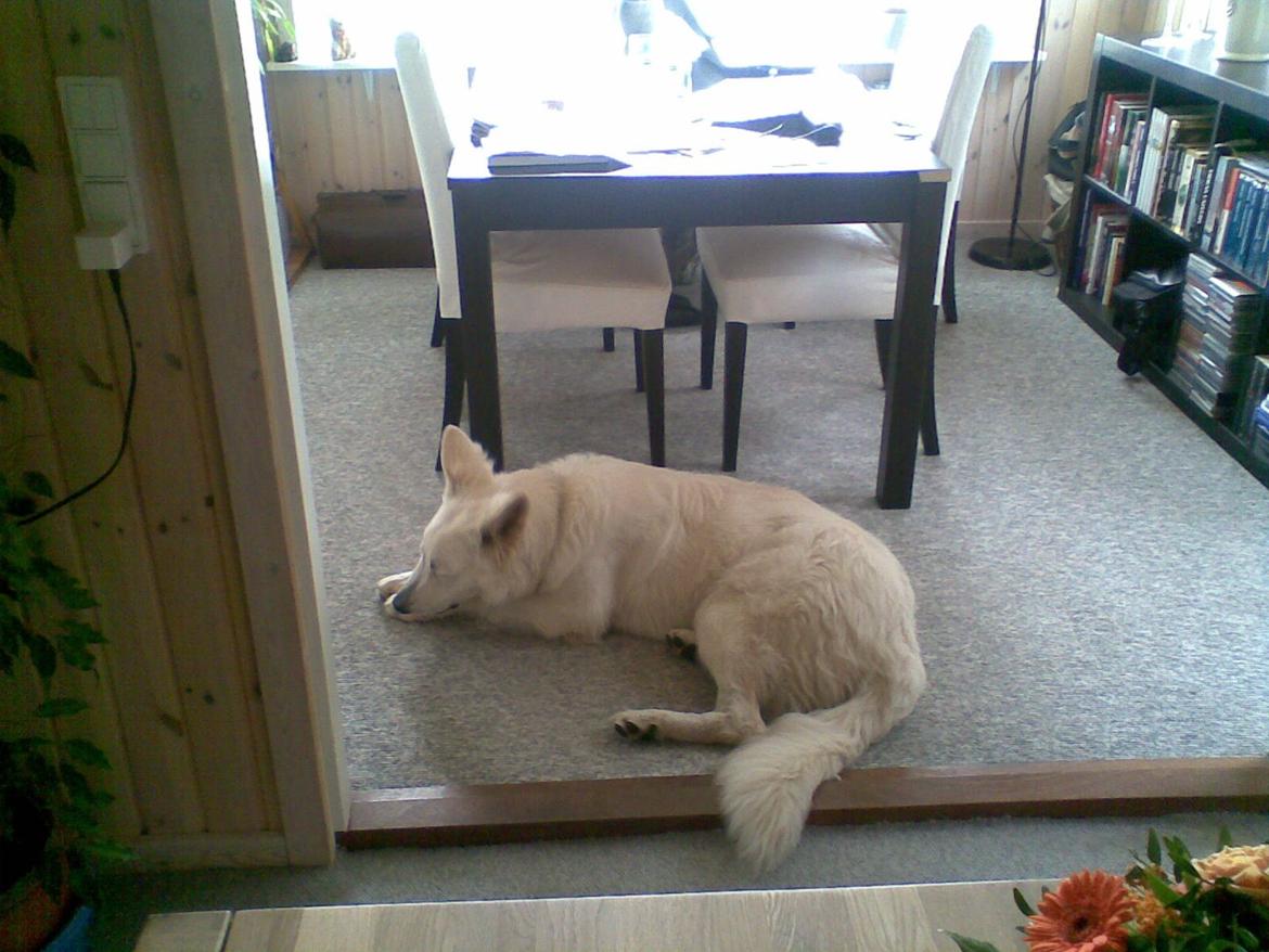 Hvid Schweizisk Hyrdehund Zeus billede 8