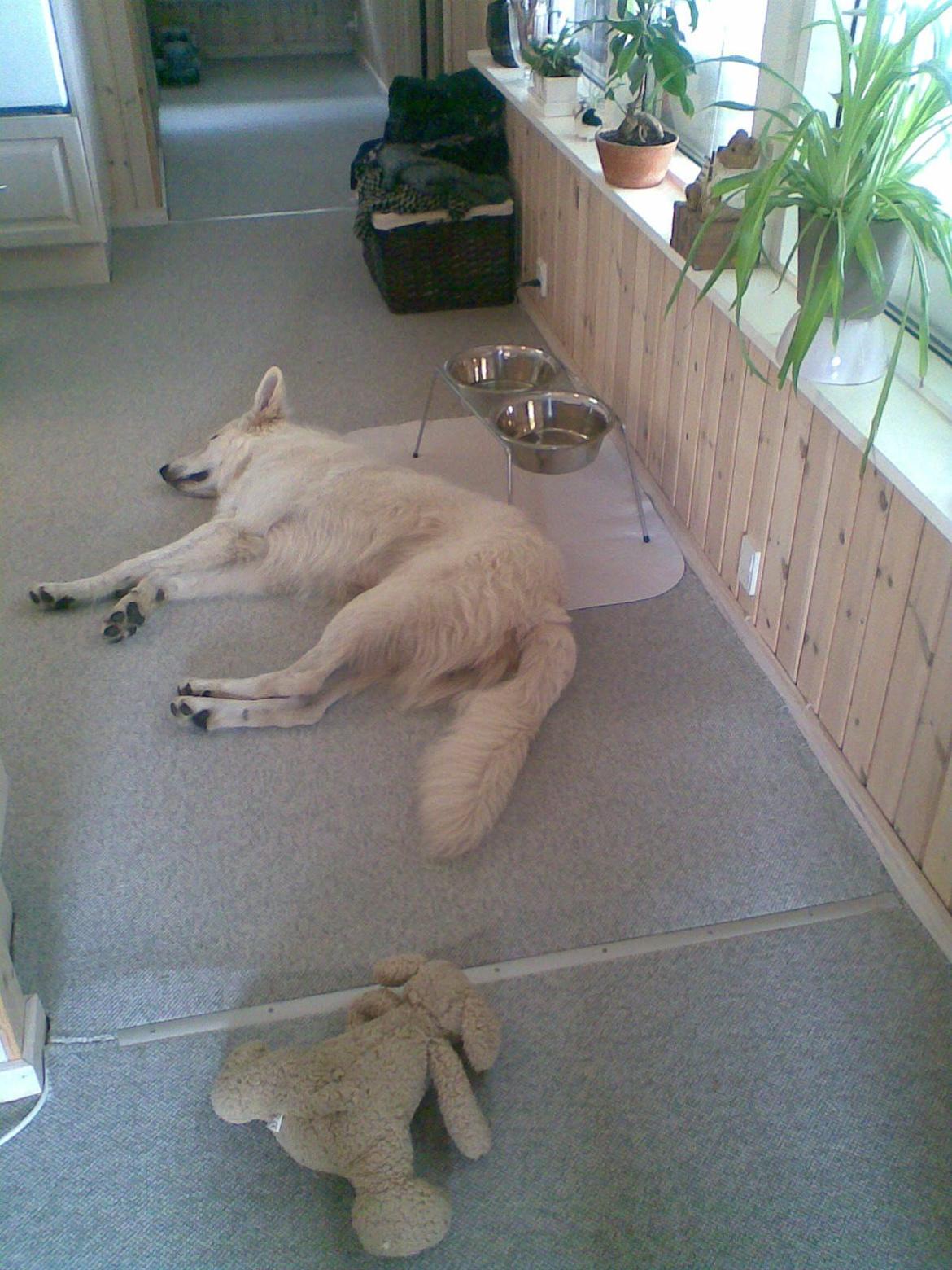 Hvid Schweizisk Hyrdehund Zeus billede 10