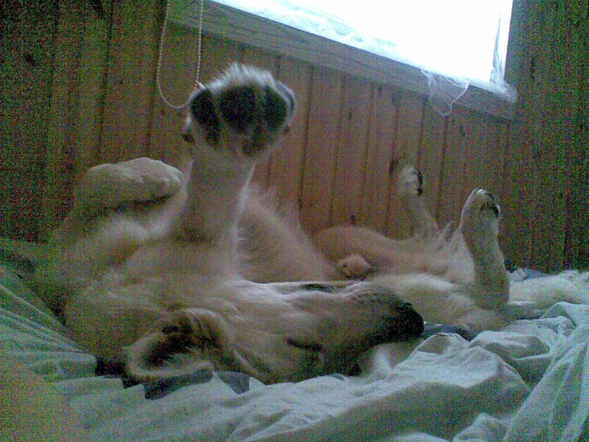 Hvid Schweizisk Hyrdehund Zeus billede 11