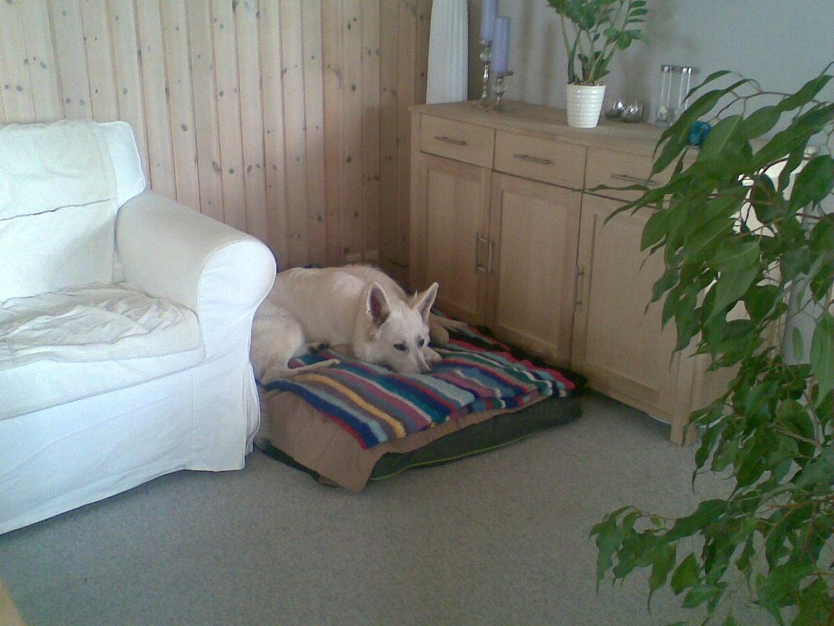 Hvid Schweizisk Hyrdehund Zeus billede 12