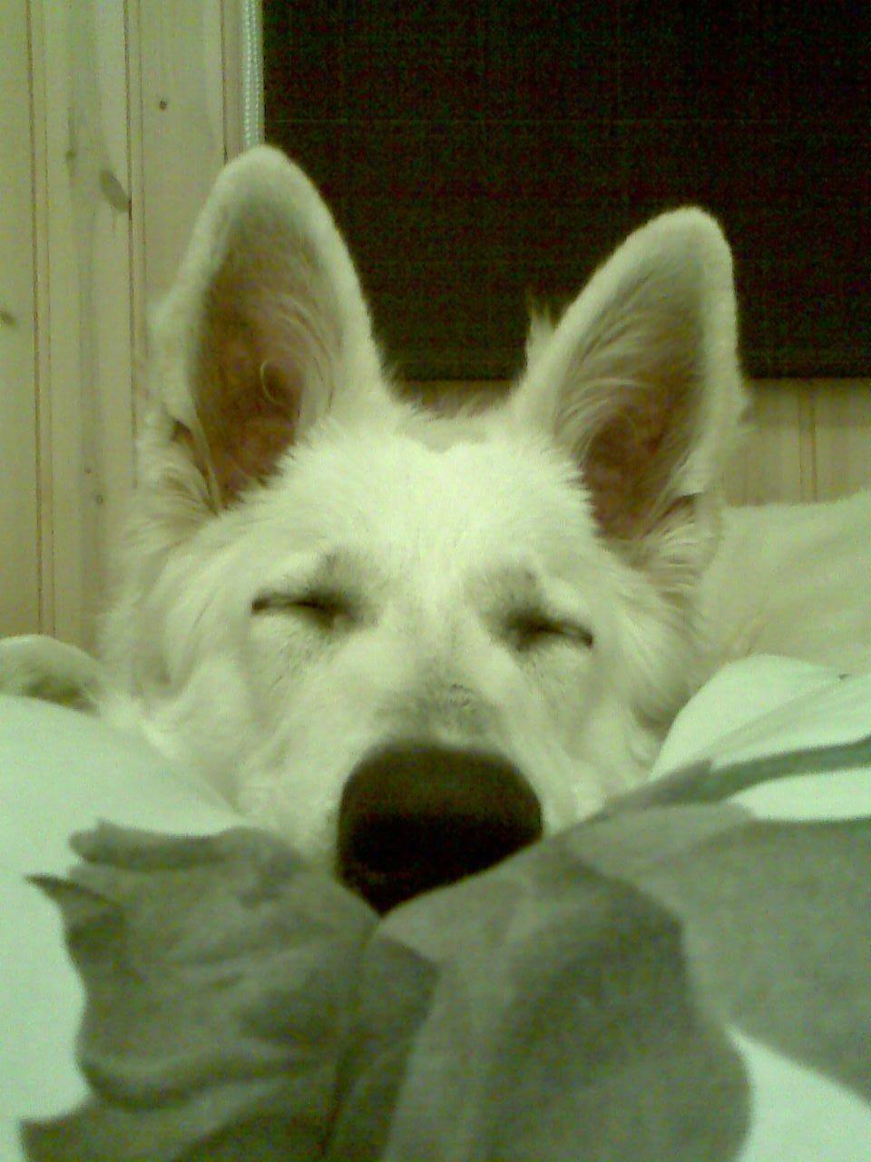 Hvid Schweizisk Hyrdehund Zeus billede 13