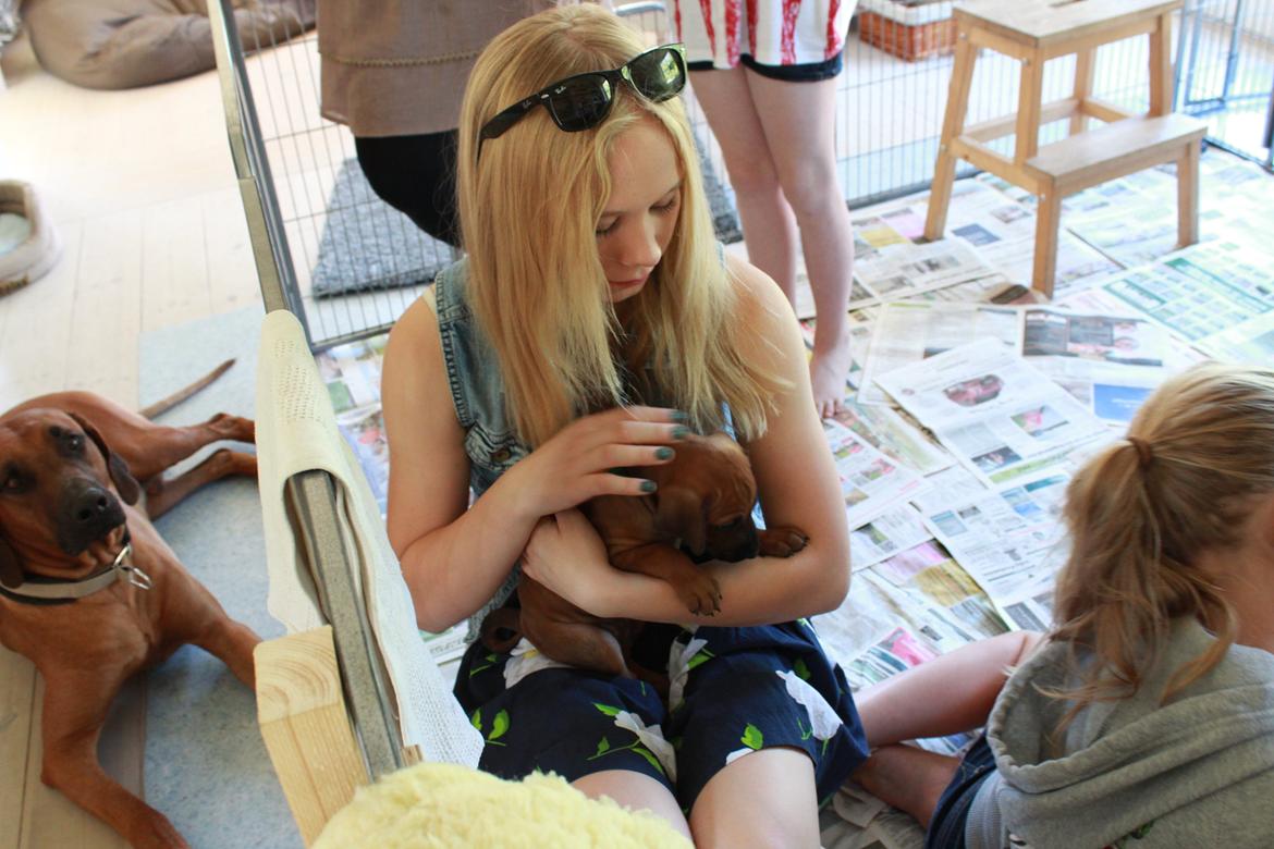 Rhodesian ridgeback Hazinas 6th Fahari by U billede 1