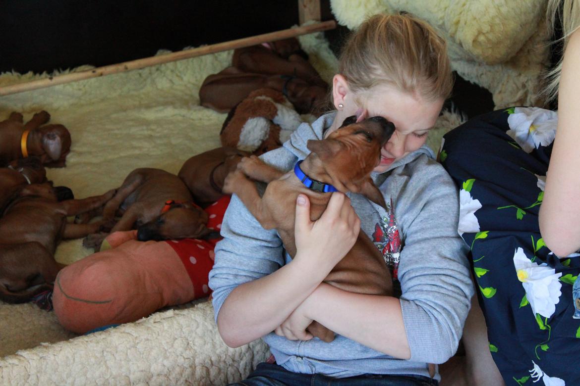 Rhodesian ridgeback Hazinas 6th Fahari by U billede 3