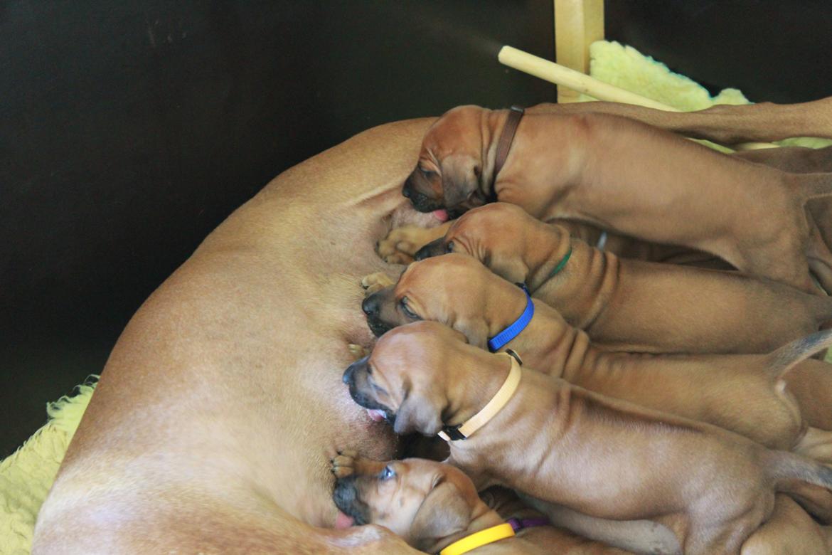 Rhodesian ridgeback Hazinas 6th Fahari by U billede 4