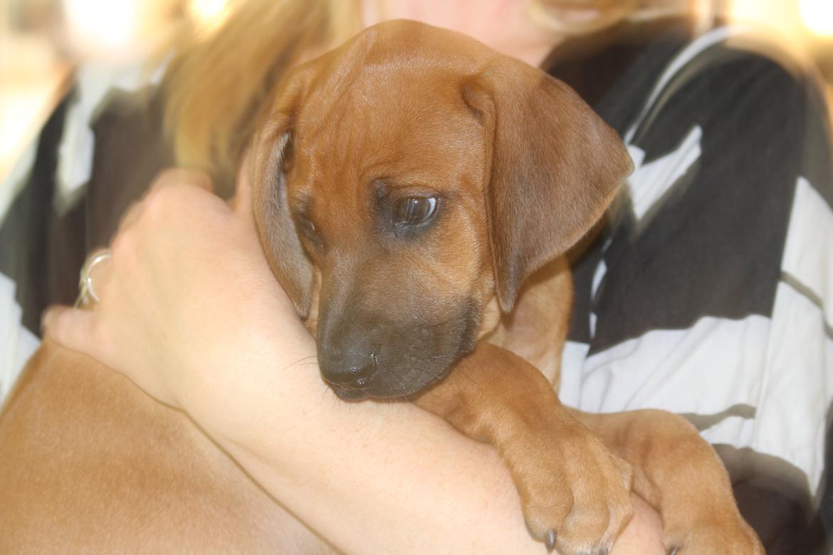 Rhodesian ridgeback Hazinas 6th Fahari by U billede 5