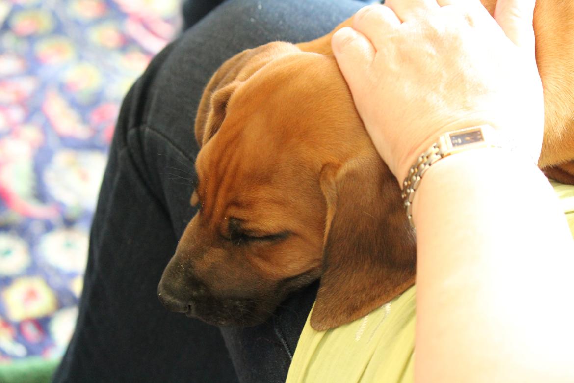 Rhodesian ridgeback Hazinas 6th Fahari by U billede 6