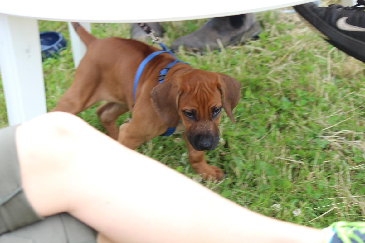 Rhodesian ridgeback Hazinas 6th Fahari by U billede 8