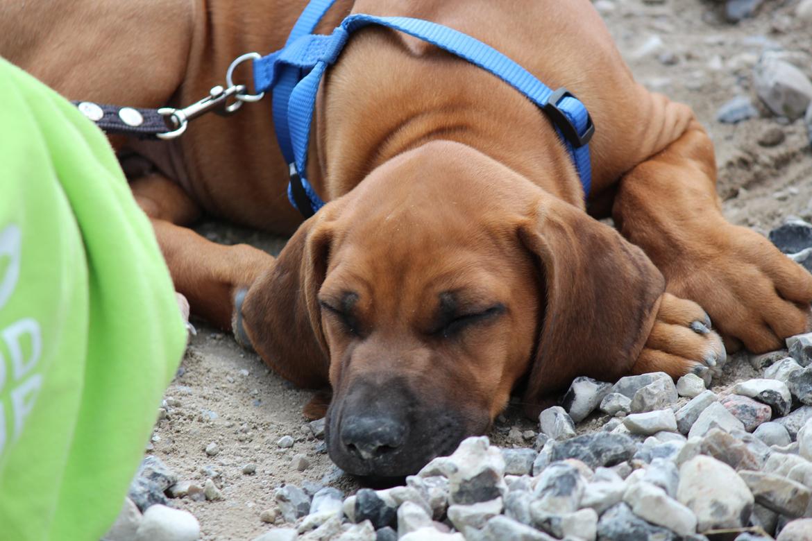 Rhodesian ridgeback Hazinas 6th Fahari by U billede 9