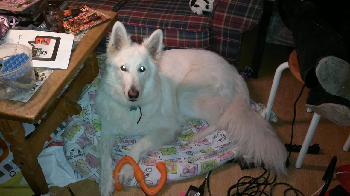 Hvid schæfer Tjalfe billede 1