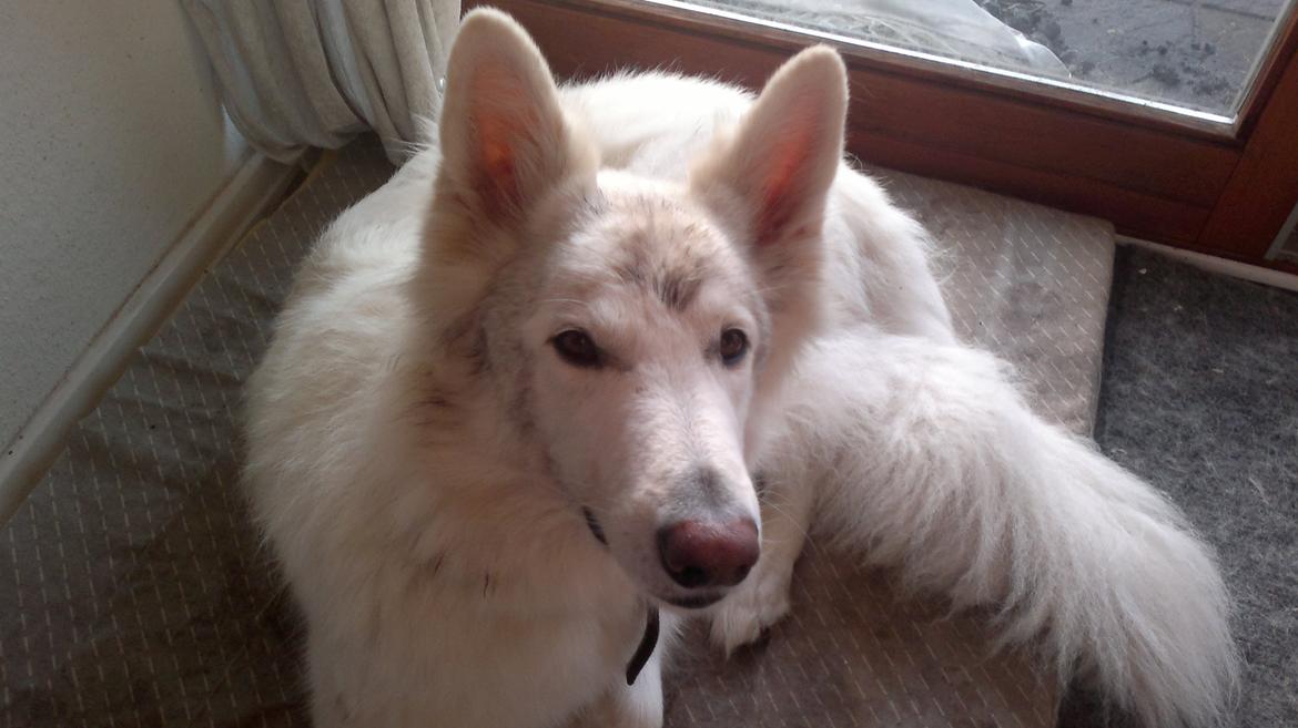 Hvid schæfer Tjalfe billede 2