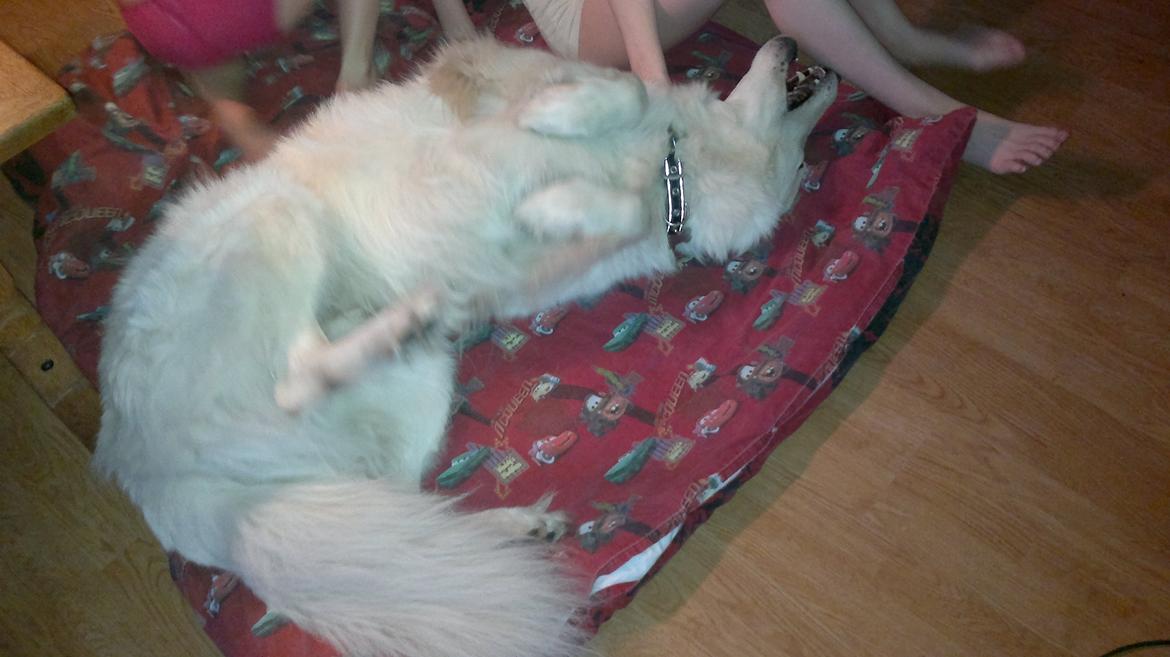 Hvid schæfer Tjalfe billede 3