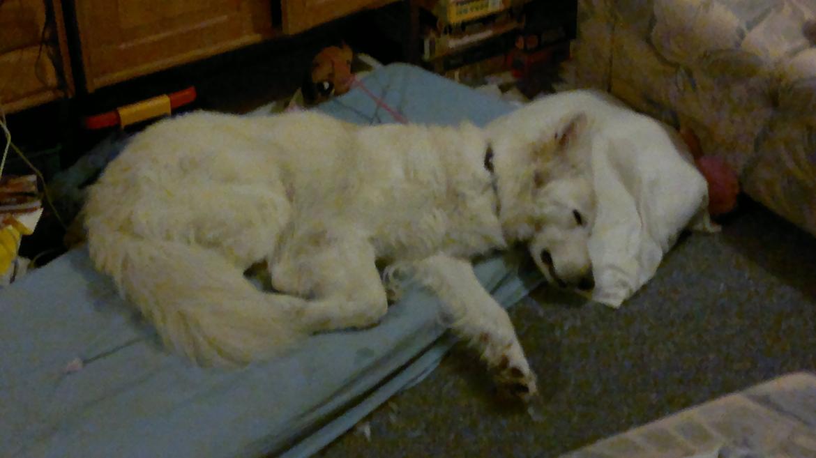 Hvid schæfer Tjalfe billede 4