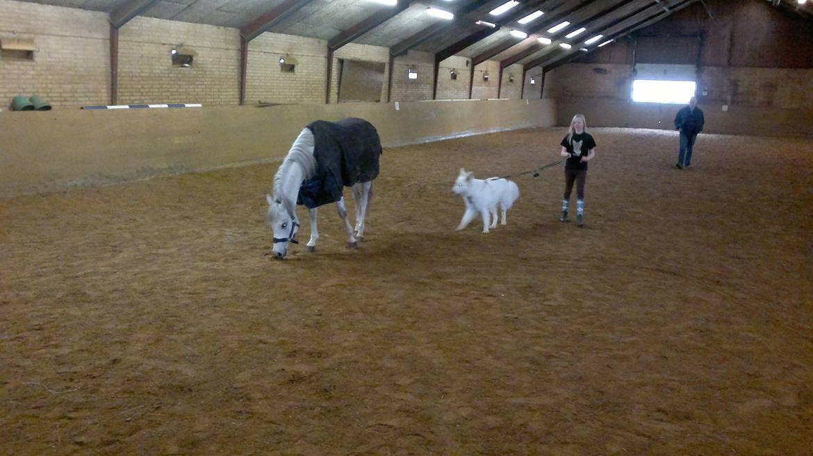 Hvid schæfer Tjalfe billede 5